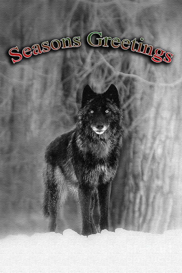Christmas Photograph - Black Wolf seasons greetings by Wildlife Fine Art
