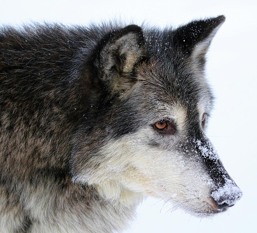 Black Wolf Photograph by Steve McKinzie