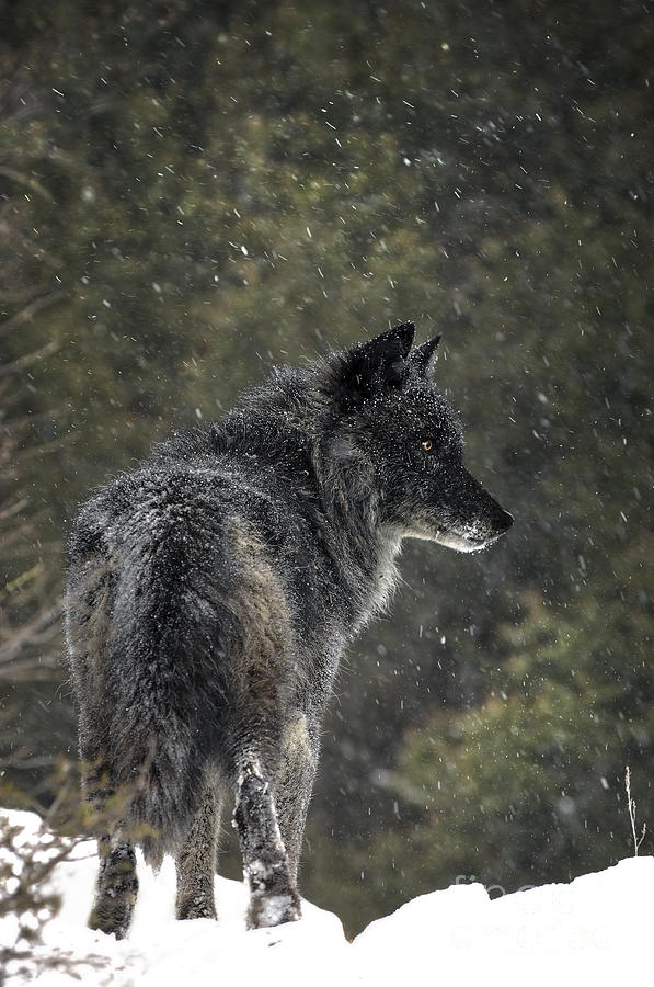 Black Wolf Photograph by Wildlife Fine Art