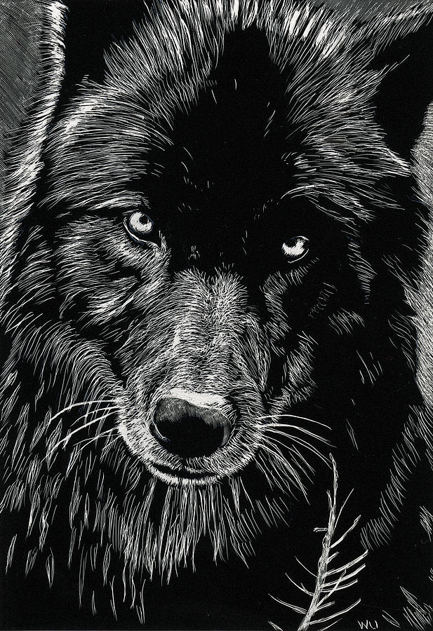 Black Wolf Drawing by William Underwood