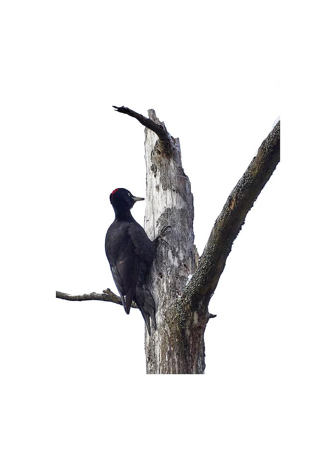 Black woodpecker Transparent Photograph by Jouko Lehto