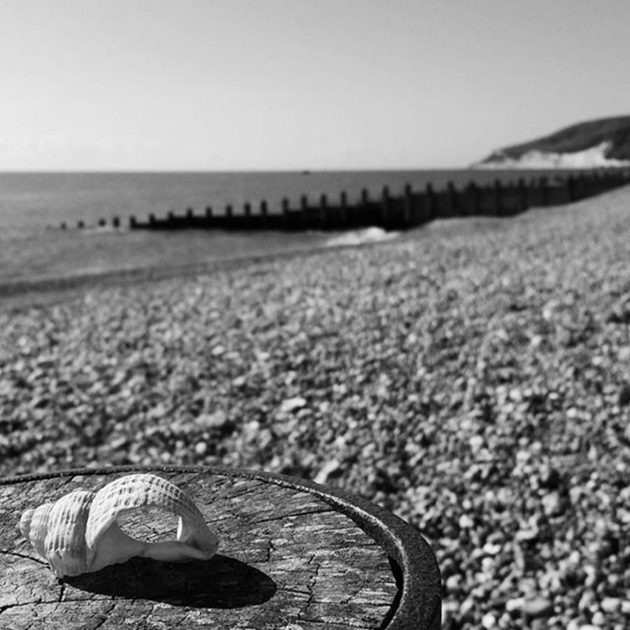 Shell Photograph - #blackandwhite #beachyhead by Natalie Anne