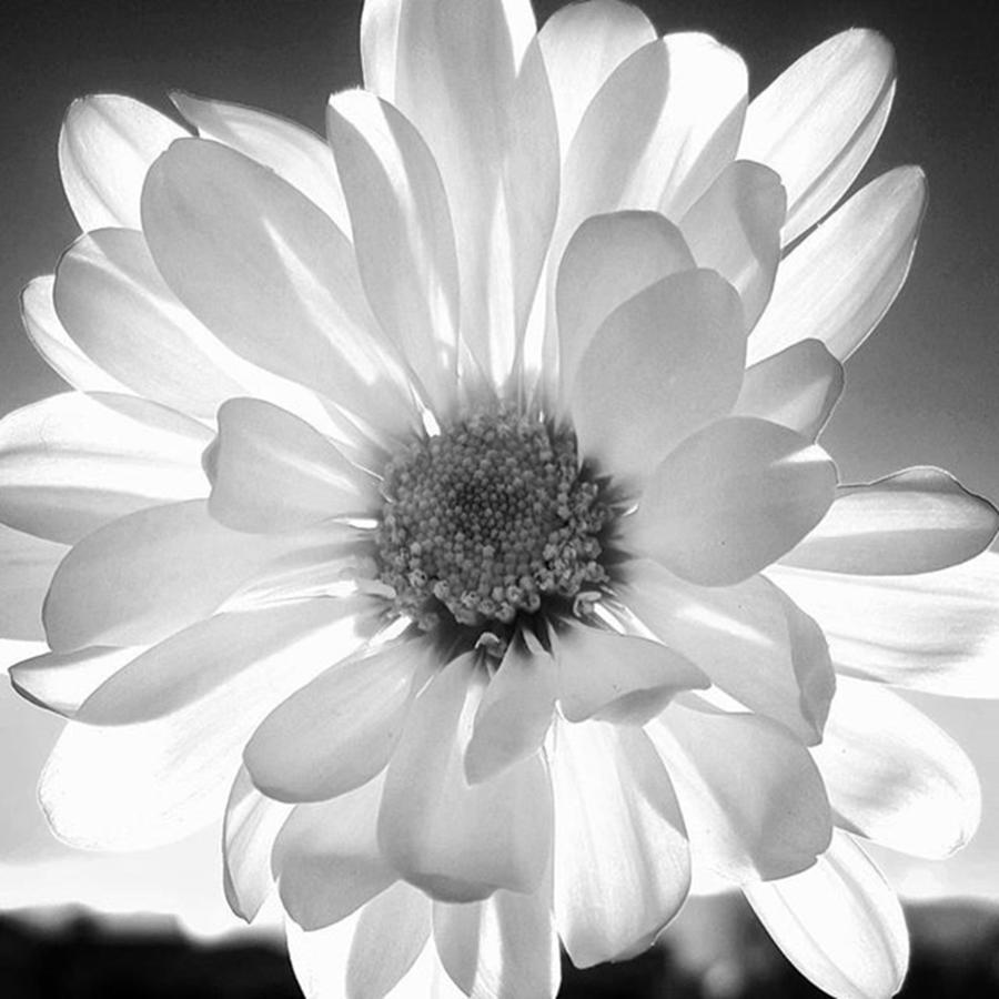 Flower Photograph - #blackandwhite #contrast #flowers by Megan Ater