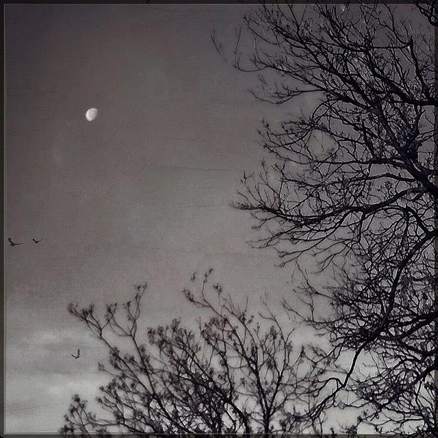 Blackandwhite Photograph - #blackandwhite #moon #iphoneography by Judy Green