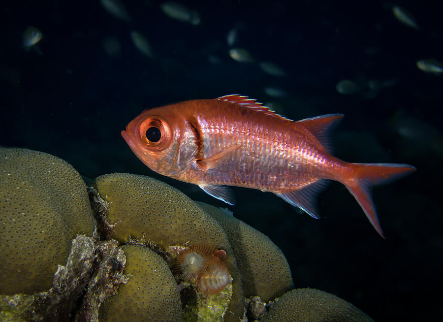Blackbar Soldierfish Photograph by Jean Noren