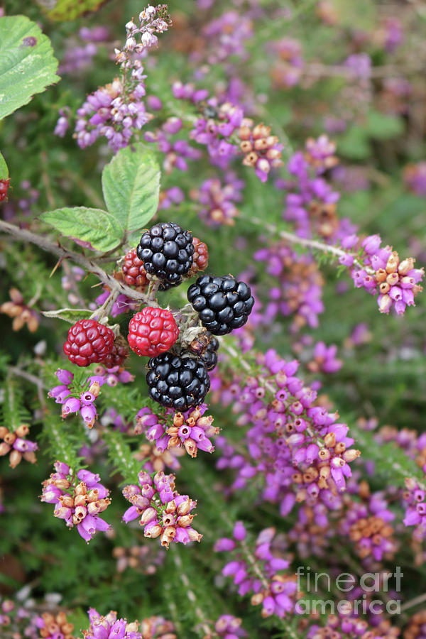 Blackberries and heather Photograph by Julia Gavin