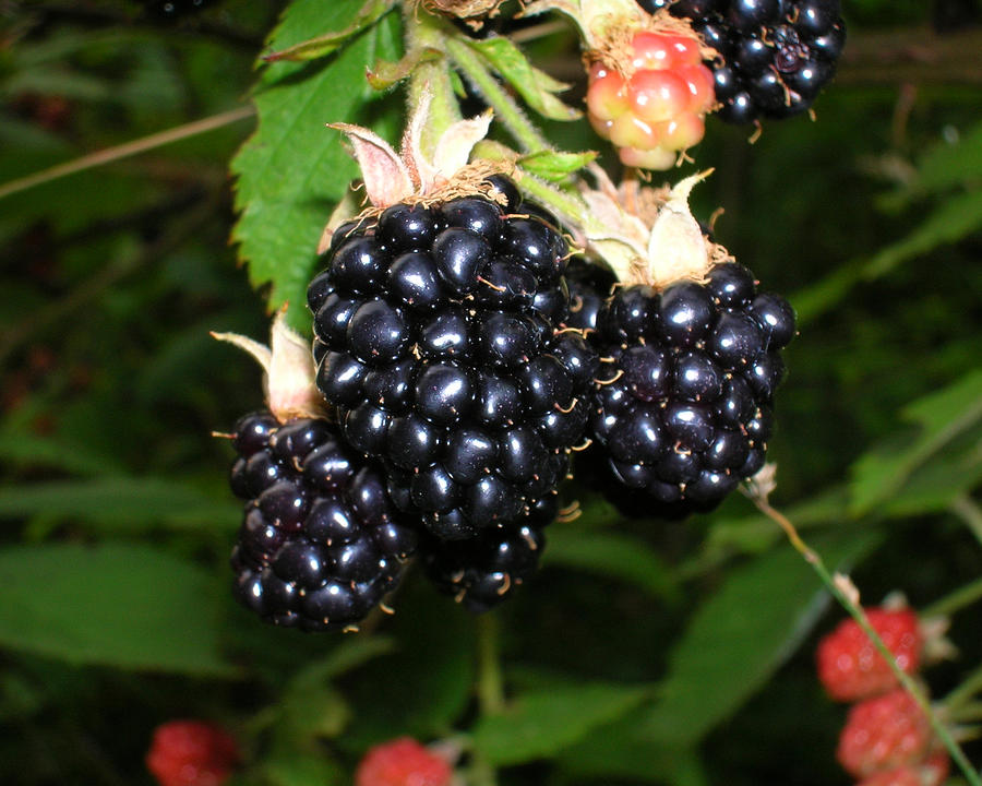 Blackberries Photograph by George Jones