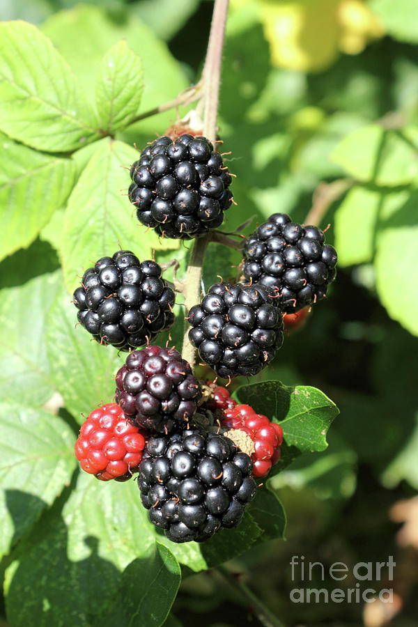 Blackberries growing wild Photograph by Julia Gavin