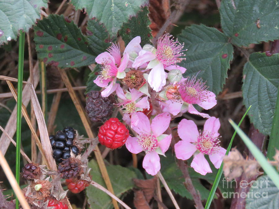 Blackberries in Bloom Photograph by Michele Penner