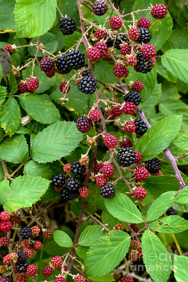 Blackberries In Spain Photograph By Dr. Antoni Agelet - Fine Art America