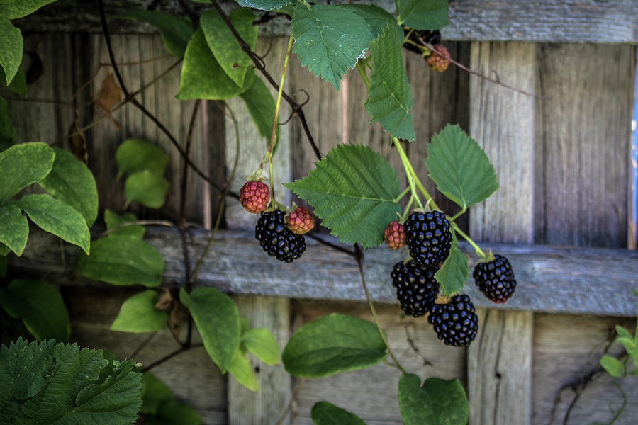 Blackberries Photograph by K Bradley Washburn