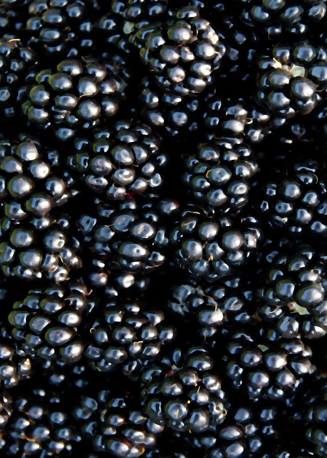 Blackberries Photograph