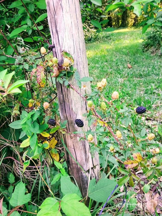 Blackberries With Leaves Of Three Photograph by Seaux-N-Seau Soileau