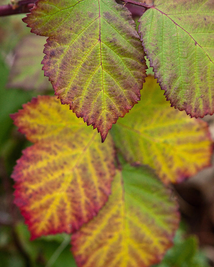 Blackberry Autumn Photograph by Denise Dethlefsen