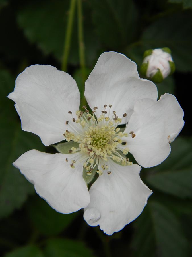Blackberry Blooming and Bud Photograph by Warren Thompson