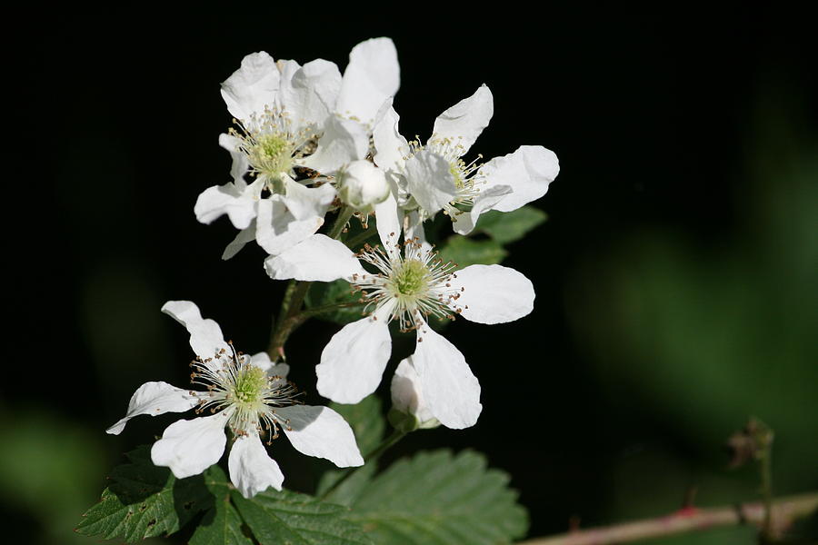 Flower Photograph - Blackberry Blooms by Cathy Harper
