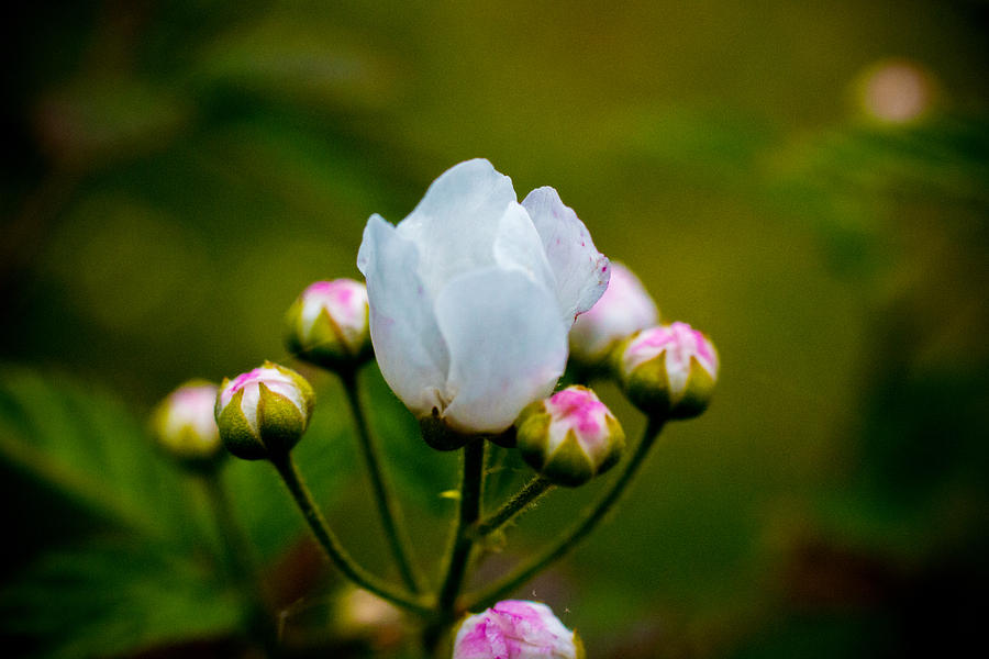 Blackberry Blossom - 1 Photograph by Barry Jones