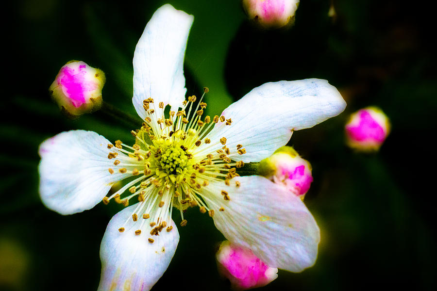 Blackberry Blossom - 2 Photograph by Barry Jones