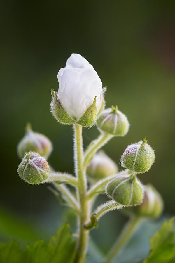 Flower Photograph - Blackberry Blossoms by Adam Romanowicz