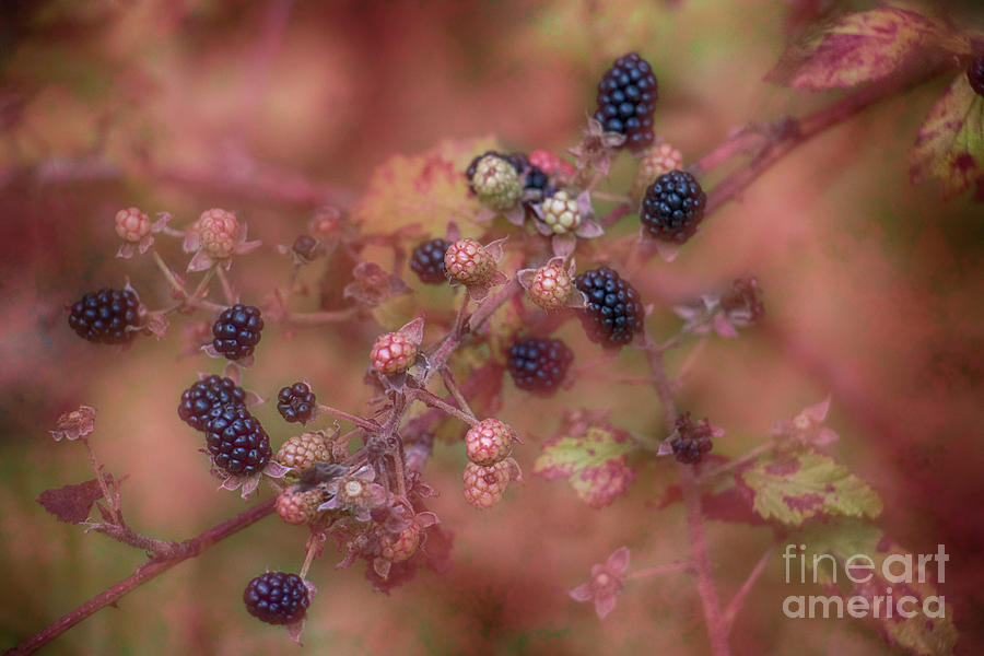 Blackberry Branch Photograph by Mim White