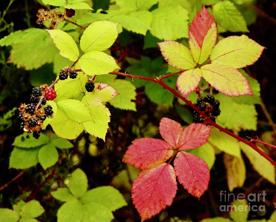 Blackberry Bush Photograph by Craig Wood