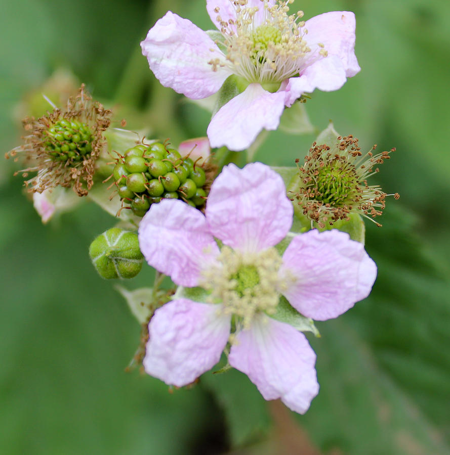 Blackberry flowers,close-up Photograph by Robert Edmanson-Harrison
