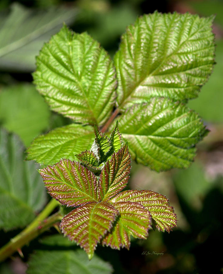 Blackberry Foliage Photograph by Jeanette C Landstrom