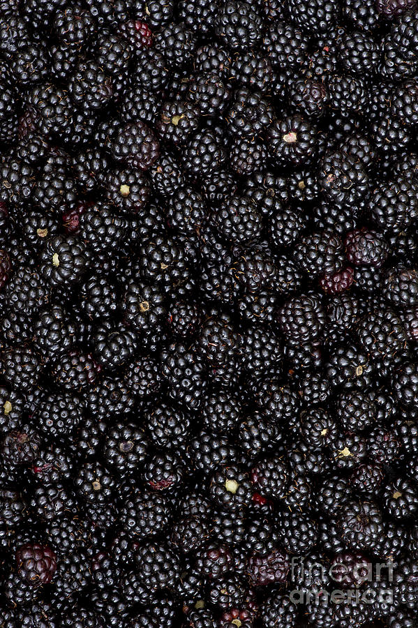 Blackberry Harvest  Photograph by Tim Gainey