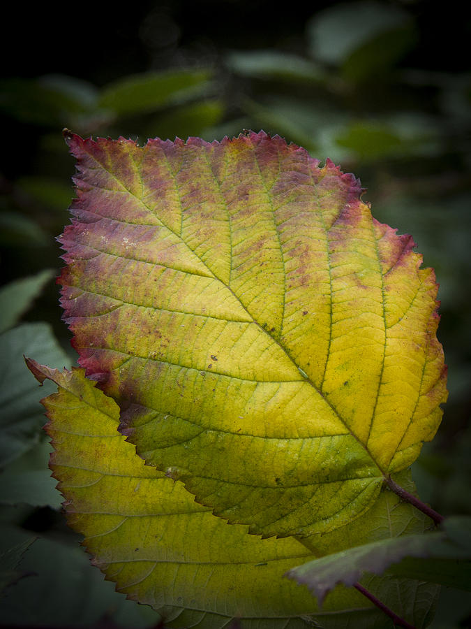 Blackberry Leaf Closeup  Photograph by Jean Noren