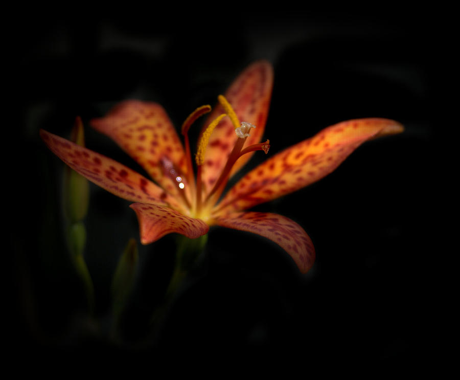 Blackberry Lily Flower Photograph by Nathan Abbott