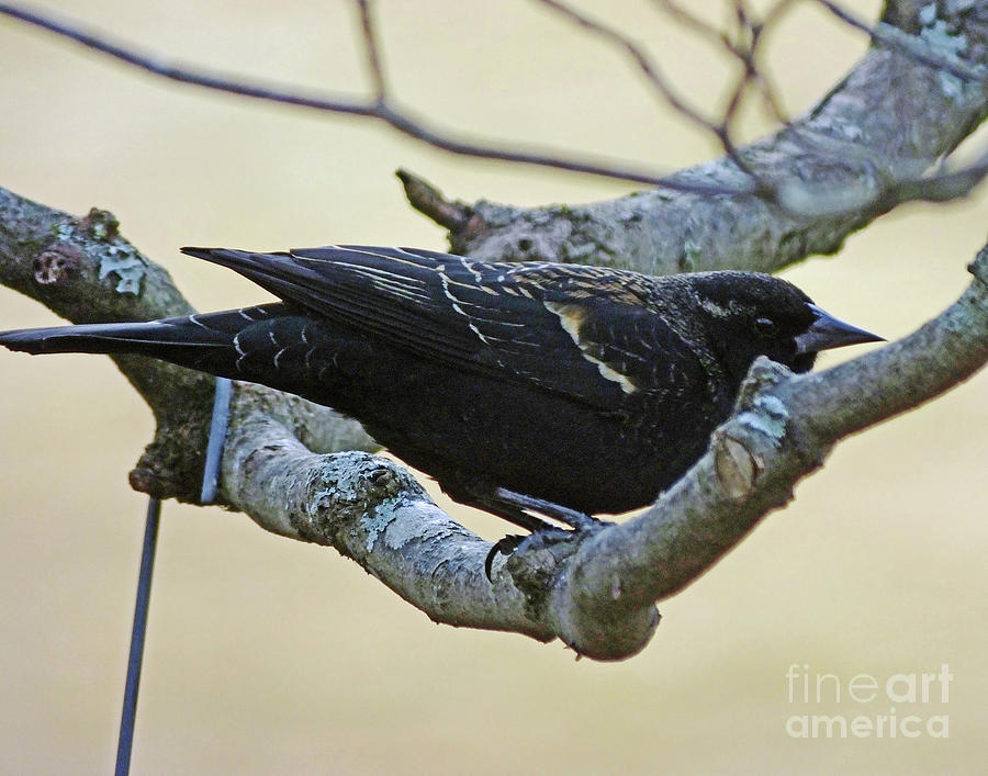 Blackbird 10 Photograph by Lizi Beard-Ward