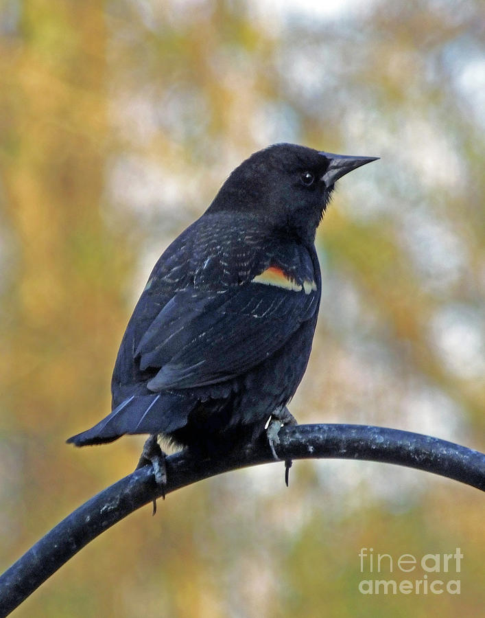 Blackbird 17 Photograph by Lizi Beard-Ward