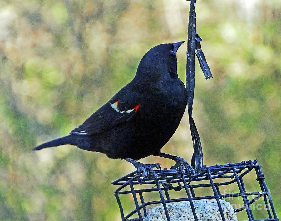 Blackbird 18 Photograph by Lizi Beard-Ward