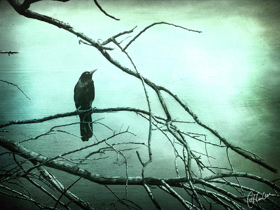 Blackbird Photograph - Blackbird 5 by Christine Hauber