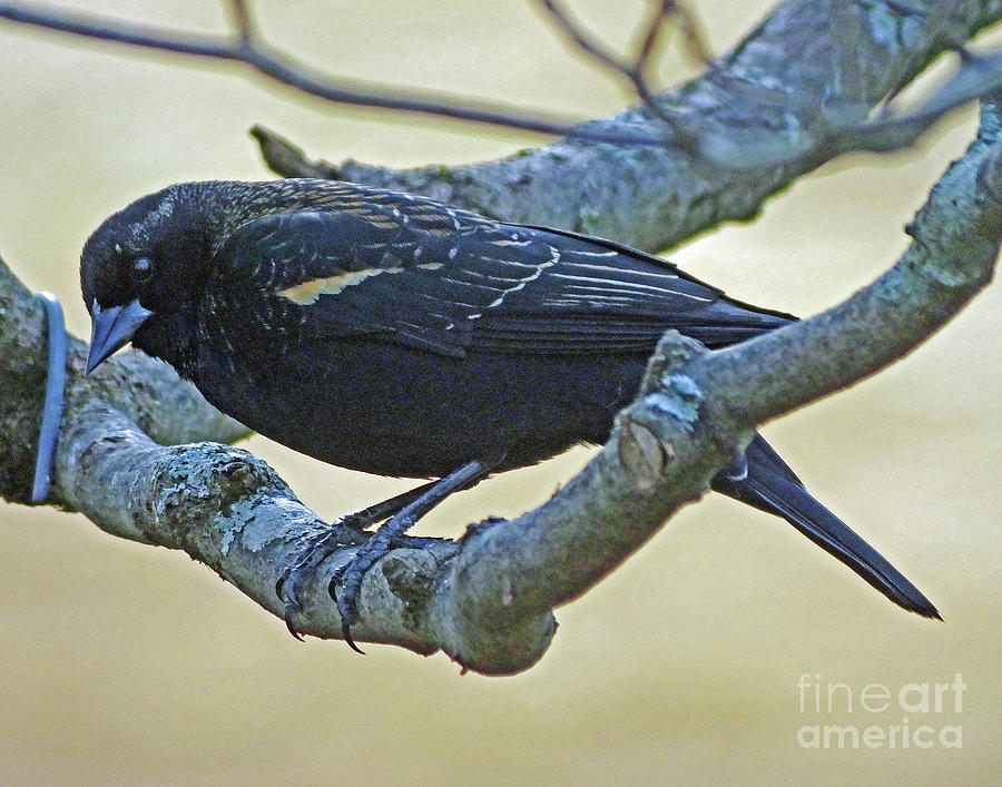 Blackbird 6 Photograph by Lizi Beard-Ward