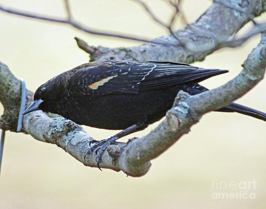 Blackbird 7 Photograph by Lizi Beard-Ward