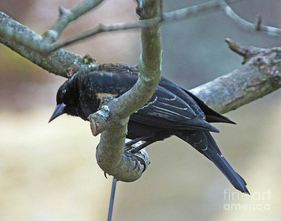 Blackbird 9 Photograph by Lizi Beard-Ward