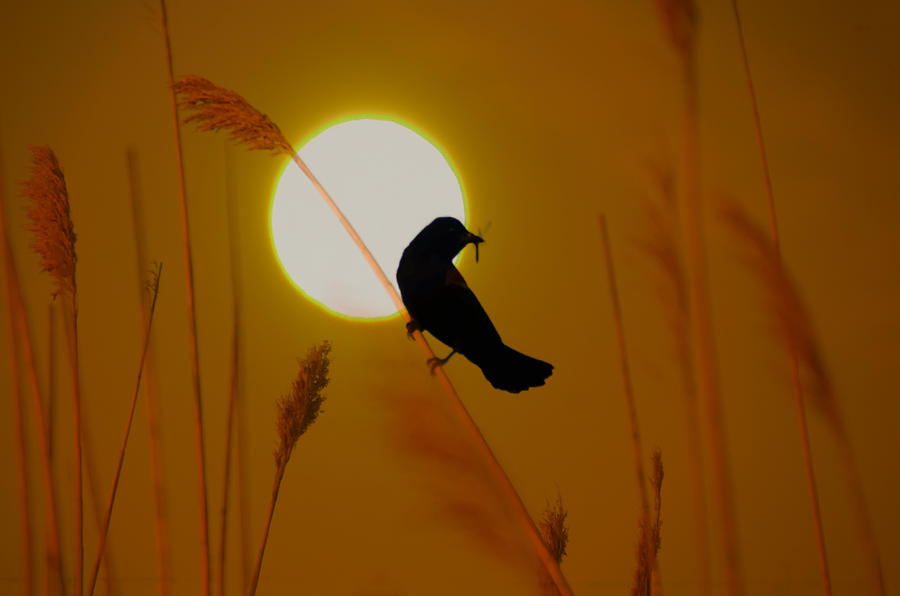 Blackbird at Sunrise Photograph by Bill Cannon