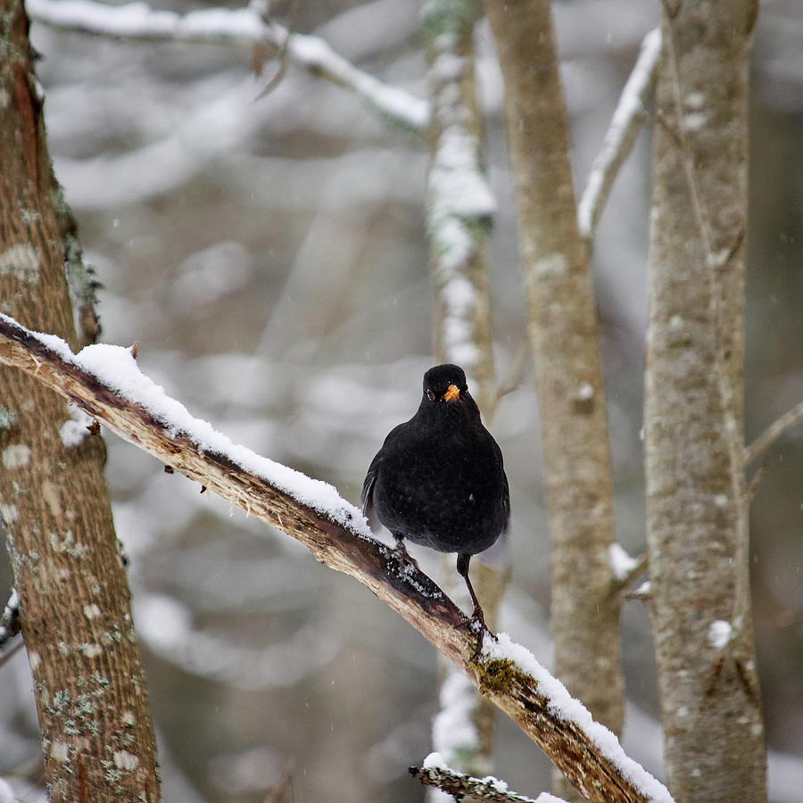 Blackbird Attitude Photograph