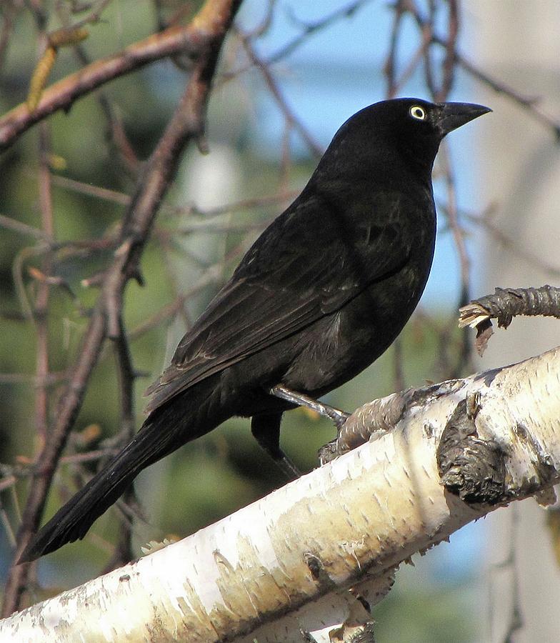 Blackbird Photograph by Cheryl Charette