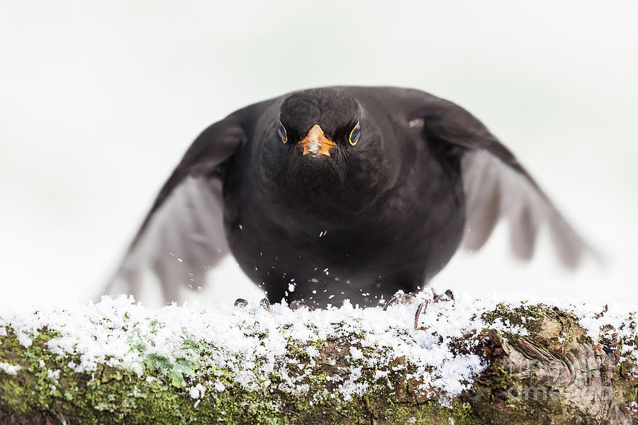 Blackbird close up landing in winter Photograph by Simon Bratt