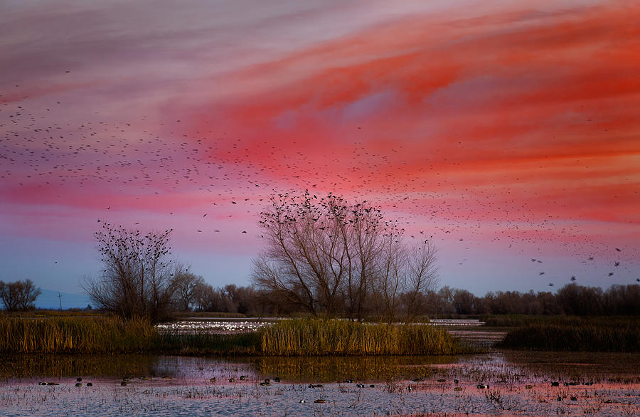 Wildlife Photograph - Blackbird Dawn by Kathleen Bishop