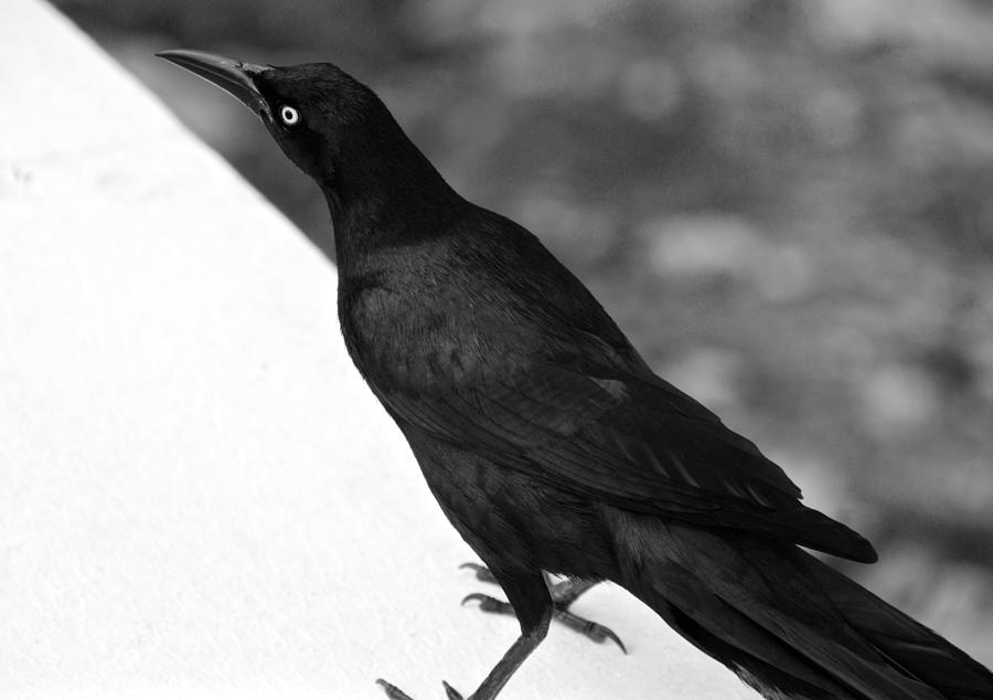 Blackbird Fly Photograph by David Coleman - Fine Art America