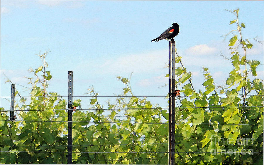 Blackbird Has Spoken Photograph by Joe Pratt