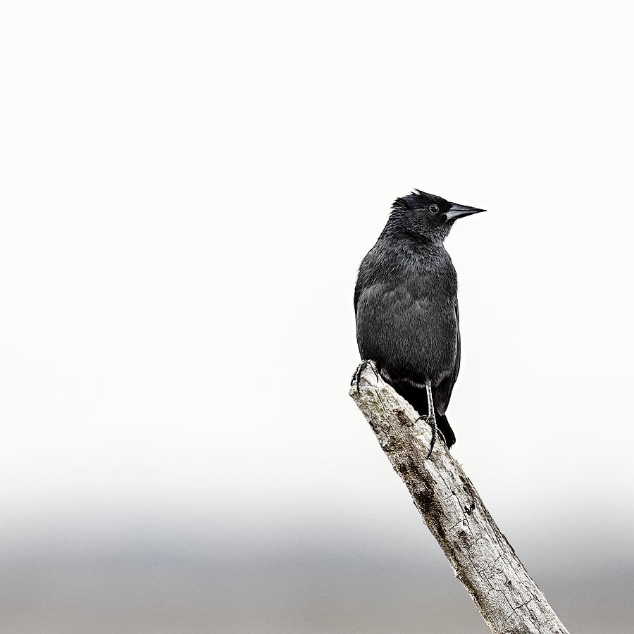 Blackbird Photograph - Blackbird by Humboldt Street