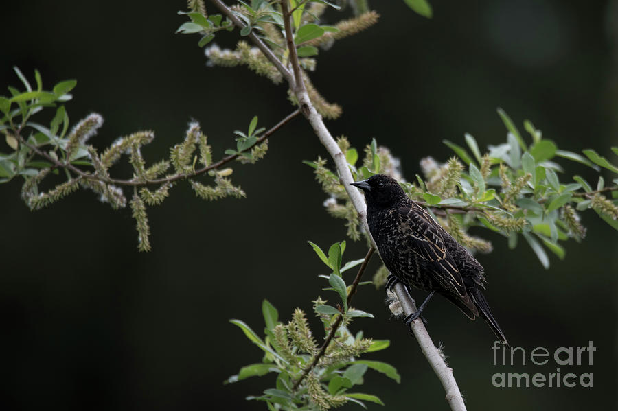 Blackbird In A Tree Photograph
