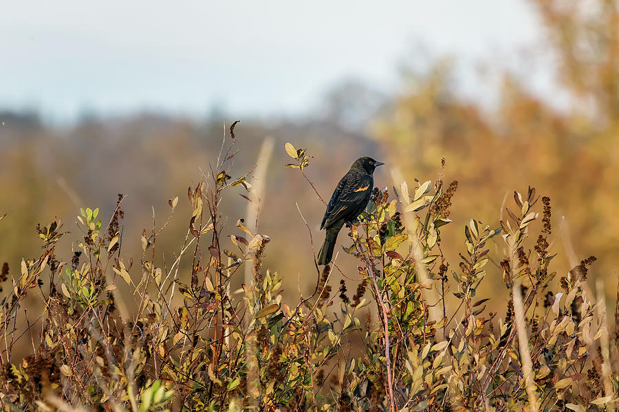 Blackbird in Autumn Light Photograph by Belinda Greb