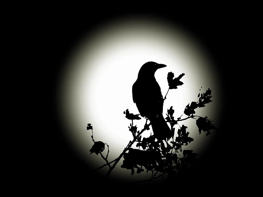 Blackbird in Silhouette  Photograph by David Dehner