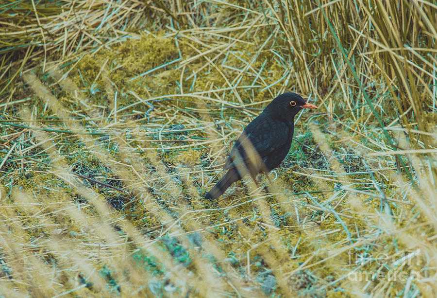 Blackbird in the undergrowth Photograph by Marc Daly