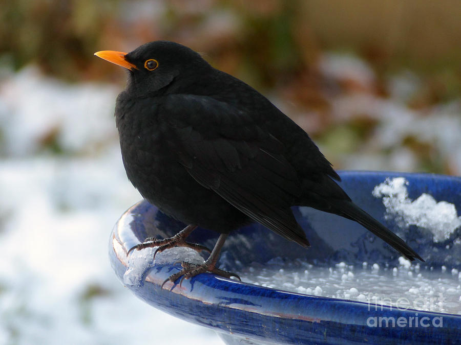 Blackbird in winter Photograph by Phil Banks